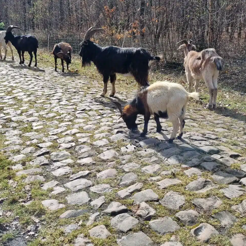 cabras paris