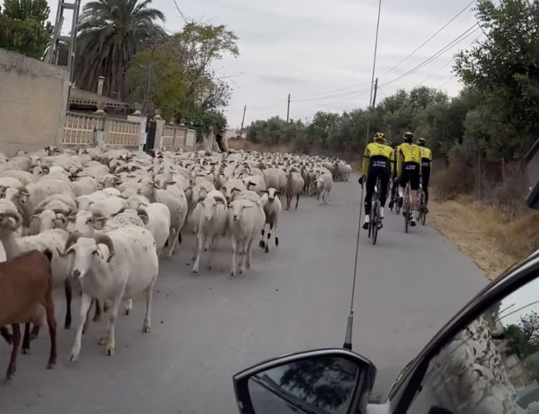 girodociclismo.com.br momento divertido para a visma lease a bike equipe tem treino interrompido por rebanho de cabras image
