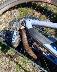 girodociclismo.com.br ciclista sobrevive a picada de uma das serpentes mais mortais do mundo image