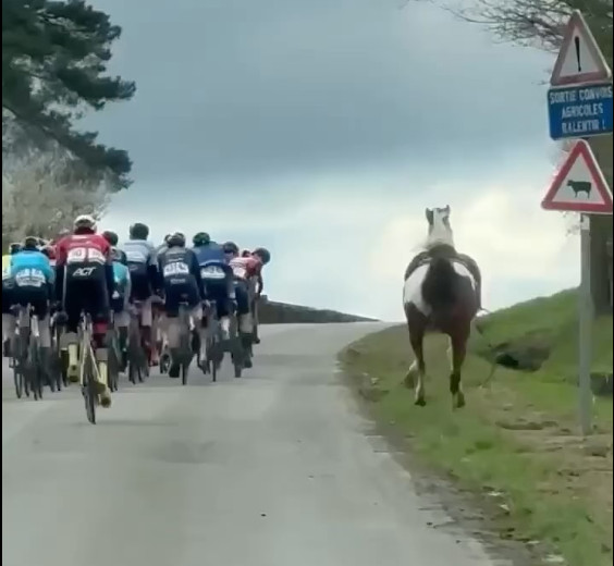 girodociclismo.com.br cavalo invade competicao na belgica competidor deixa pelotao e faz o resgate assista o incrivel video image