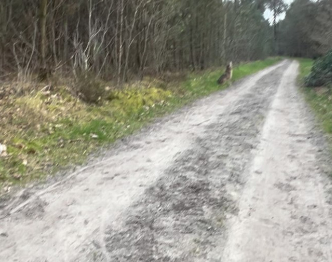 girodociclismo.com.br ex ciclista profissional se depara com um lobo durante treino e acaba registrando o momento em foto image
