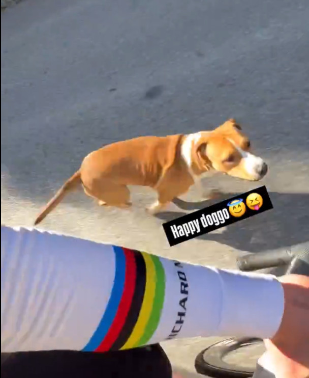 girodociclismo.com.br tadej pogacar surge em divertido video com o happy doggo campeao mundial imprime 650 watts para escapar do amigo image