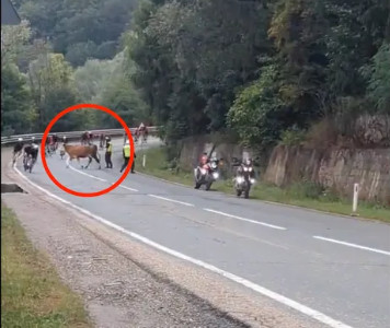 girodociclismo.com.br episodio inusitado no tour da romenia vaca cruza em meio ao quase derruba o pelotao image