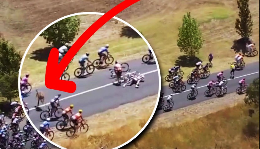 girodociclismo.com.br canguru derruba jay vine lider do tour down under ciclistas da uae emirates abandonam a prova apos queda assista o video image 1