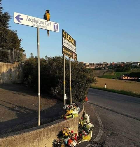 girodociclismo.com.br morre franky a arara que se tornou simbolo eterno de falecido campeao do giro ditalia image 1