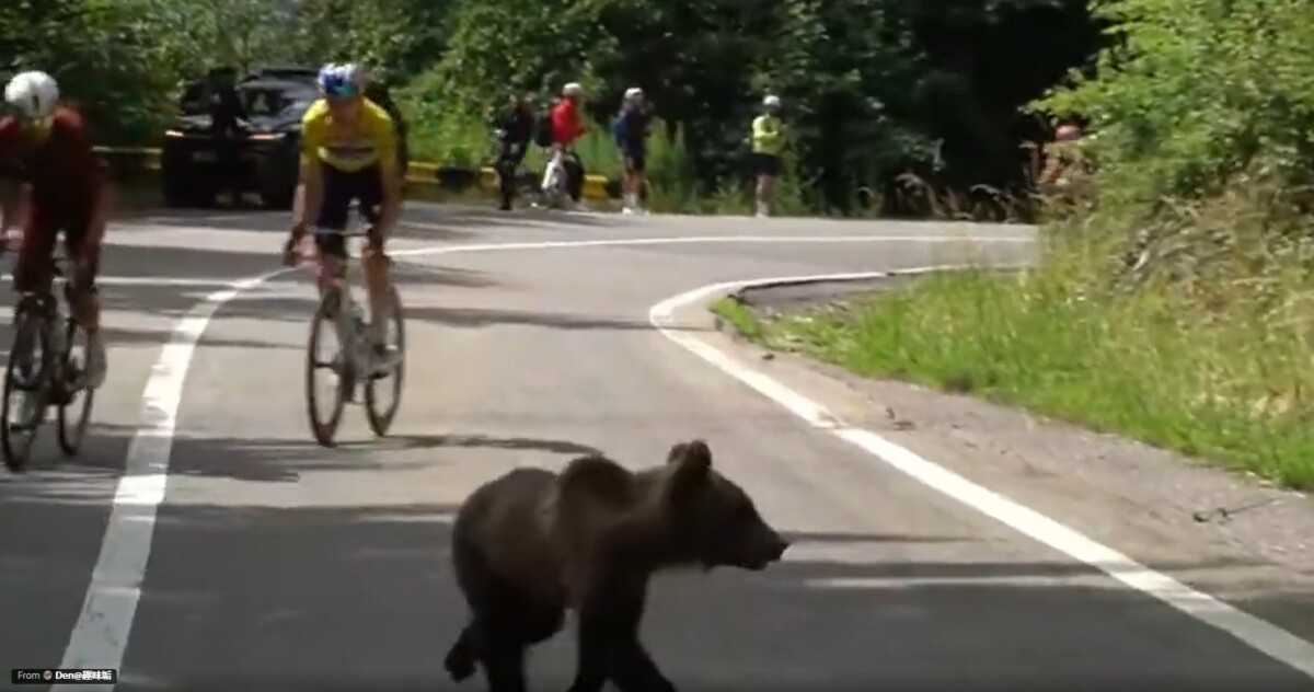 girodociclismo.com.br cena inusitada na urso surpreende pelotao durante a etapa rainha do sibiu tour na romenia image